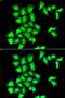 Erb-B2 Receptor Tyrosine Kinase 4 antibody, orb373344, Biorbyt, Immunofluorescence image 