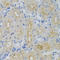 G Protein Subunit Alpha 13 antibody, LS-C334259, Lifespan Biosciences, Immunohistochemistry frozen image 