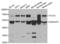 TFCP2 antibody, LS-C335581, Lifespan Biosciences, Western Blot image 