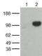 iNOS antibody, 14-5920-80, Invitrogen Antibodies, Western Blot image 