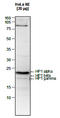 Chromobox protein homolog 5 antibody, TA347090, Origene, Western Blot image 