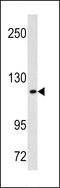 Mastermind Like Transcriptional Coactivator 3 antibody, LS-C163980, Lifespan Biosciences, Western Blot image 