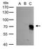 Bmpr antibody, GTX113140, GeneTex, Western Blot image 