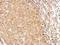 Alkylglycerone Phosphate Synthase antibody, NBP1-32033, Novus Biologicals, Immunohistochemistry frozen image 