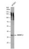 SLC9A3 Regulator 2 antibody, NBP1-31804, Novus Biologicals, Western Blot image 