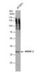 Na(+)/H(+) exchange regulatory cofactor NHE-RF2 antibody, NBP1-31804, Novus Biologicals, Western Blot image 