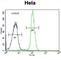 ADP-Ribosylhydrolase Like 2 antibody, abx034487, Abbexa, Western Blot image 