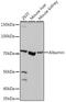 Albumin antibody, GTX32430, GeneTex, Western Blot image 