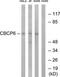 ATP/GTP Binding Protein Like 4 antibody, TA315940, Origene, Western Blot image 