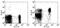 C-C Motif Chemokine Receptor 7 antibody, 13-1971-82, Invitrogen Antibodies, Flow Cytometry image 