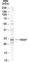 TIR Domain Containing Adaptor Protein antibody, NB100-2823, Novus Biologicals, Western Blot image 