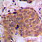 RAN, Member RAS Oncogene Family antibody, LS-C352757, Lifespan Biosciences, Immunohistochemistry paraffin image 