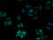 Transmembrane Protein 41A antibody, A61422-100, Epigentek, Immunofluorescence image 