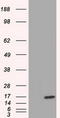 Tetratricopeptide Repeat Domain 32 antibody, LS-C115334, Lifespan Biosciences, Western Blot image 