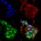Synaptotagmin 9 antibody, SMC-436D-FITC, StressMarq, Immunofluorescence image 
