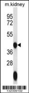 GTP Binding Protein 10 antibody, 56-599, ProSci, Western Blot image 