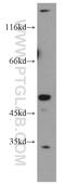 THUMP Domain Containing 1 antibody, 14921-1-AP, Proteintech Group, Western Blot image 