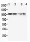 Minichromosome Maintenance Complex Component 2 antibody, PA5-79644, Invitrogen Antibodies, Western Blot image 