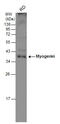 Myogenin antibody, GTX100887, GeneTex, Western Blot image 