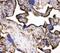 Transferrin Receptor antibody, PB9233, Boster Biological Technology, Immunohistochemistry frozen image 