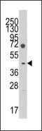 Left-right determination factor 1 antibody, LS-C100882, Lifespan Biosciences, Western Blot image 