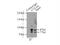 Cullin 4A antibody, 66038-1-Ig, Proteintech Group, Immunoprecipitation image 