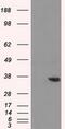 Aldo-Keto Reductase Family 1 Member A1 antibody, MA5-25010, Invitrogen Antibodies, Western Blot image 