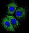 Cytochrome B-245 Alpha Chain antibody, abx026616, Abbexa, Immunofluorescence image 