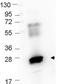 Tubulin Alpha 1b antibody, orb345511, Biorbyt, Western Blot image 
