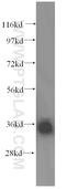 Leucine Zipper Transcription Factor Like 1 antibody, 17073-1-AP, Proteintech Group, Western Blot image 