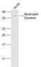 Elastase, Neutrophil Expressed antibody, GTX03641, GeneTex, Western Blot image 