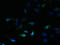 Sideroflexin 2 antibody, LS-C379009, Lifespan Biosciences, Immunofluorescence image 