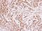 DNA replication licensing factor MCM4 antibody, PA5-29039, Invitrogen Antibodies, Immunohistochemistry frozen image 