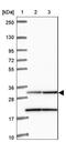 Mitochondrial Ribosomal Protein L19 antibody, NBP2-33795, Novus Biologicals, Western Blot image 