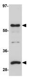 Protein Kinase Domain Containing, Cytoplasmic antibody, GTX31396, GeneTex, Western Blot image 