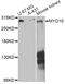 Myosin-X antibody, A12471, ABclonal Technology, Western Blot image 