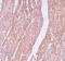 MDIG antibody, 5617, ProSci Inc, Immunohistochemistry frozen image 