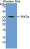 MX Dynamin Like GTPase 1 antibody, LS-C304404, Lifespan Biosciences, Western Blot image 