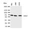 Interleukin 1 Receptor Associated Kinase 3 antibody, orb138005, Biorbyt, Western Blot image 