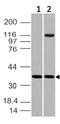 Embigin antibody, A02826, Boster Biological Technology, Western Blot image 