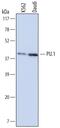 Spi-1 Proto-Oncogene antibody, MAB5870, R&D Systems, Western Blot image 