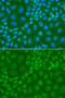 Thymine DNA Glycosylase antibody, 14-949, ProSci, Immunofluorescence image 