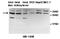 Phosducin Like 2 antibody, MBS415903, MyBioSource, Western Blot image 