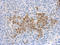 Interleukin-36 gamma antibody, LS-C185990, Lifespan Biosciences, Immunohistochemistry frozen image 