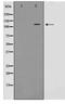 Mitogen-Activated Protein Kinase Kinase Kinase 21 antibody, TA347687, Origene, Western Blot image 