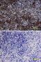 Phosphatase And Tensin Homolog antibody, AF847, R&D Systems, Immunohistochemistry paraffin image 