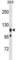 Ubiquitin Associated Protein 2 Like antibody, abx030776, Abbexa, Western Blot image 