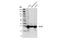 Chloride Intracellular Channel 1 antibody, 53424S, Cell Signaling Technology, Western Blot image 