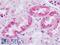 Melanocortin 4 Receptor antibody, LS-A1033, Lifespan Biosciences, Immunohistochemistry frozen image 