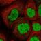 Chromodomain Helicase DNA Binding Protein 4 antibody, PA5-52892, Invitrogen Antibodies, Immunofluorescence image 